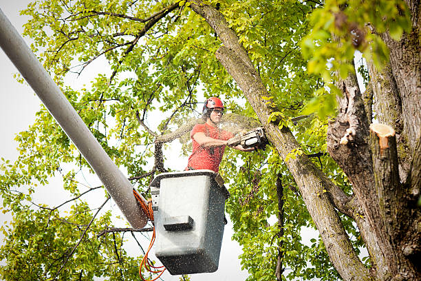 Reliable Wood Dale, IL  Tree Services Solutions